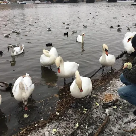 Vltava 아파트 *